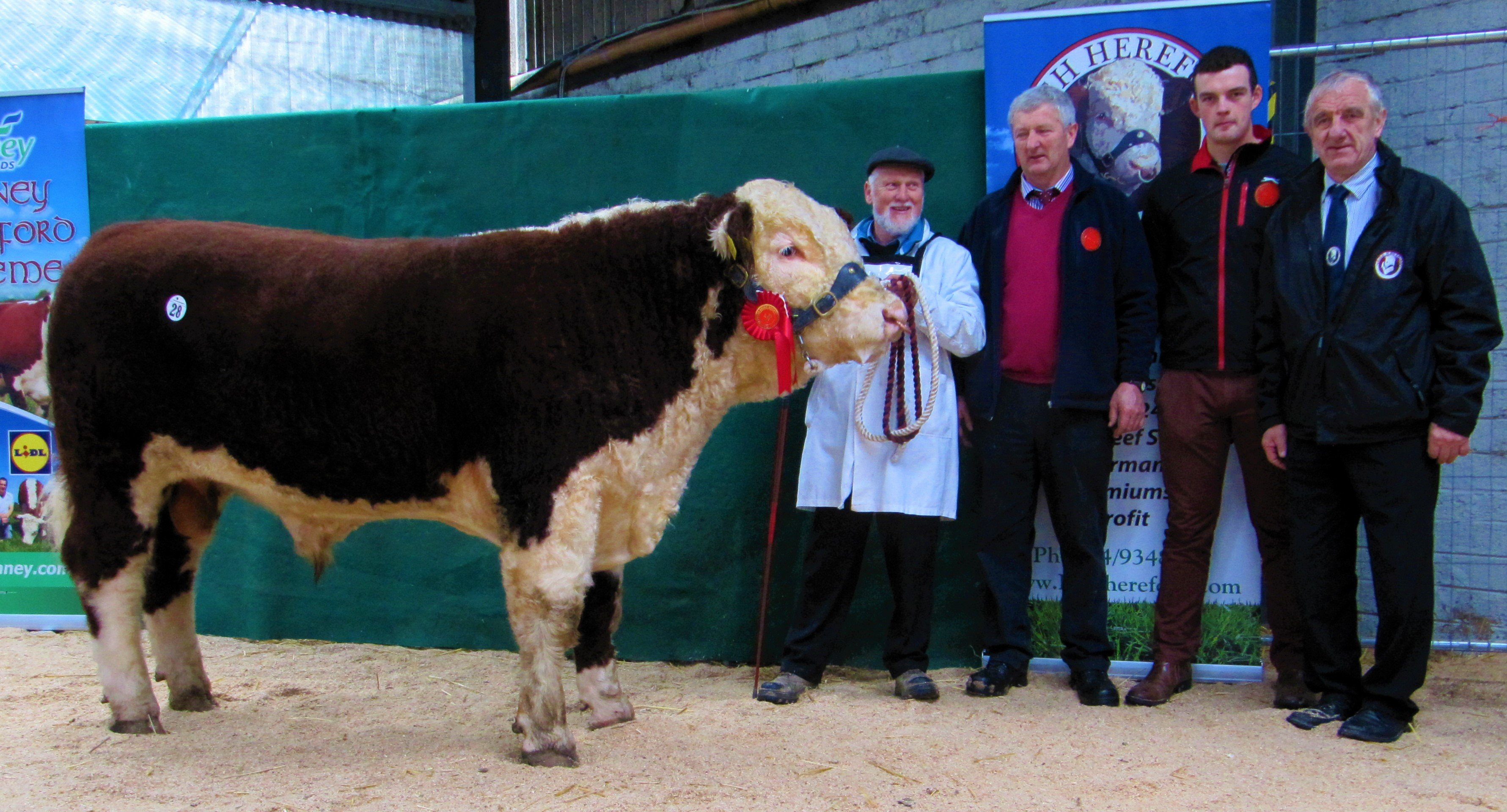 Kevin Diffley with Duibhgiolla Grian, the winner of the third class, that sold for €3,800. Also present were Gene and Owen Lynch (judges), as well as IHBS president Pat McCarthy