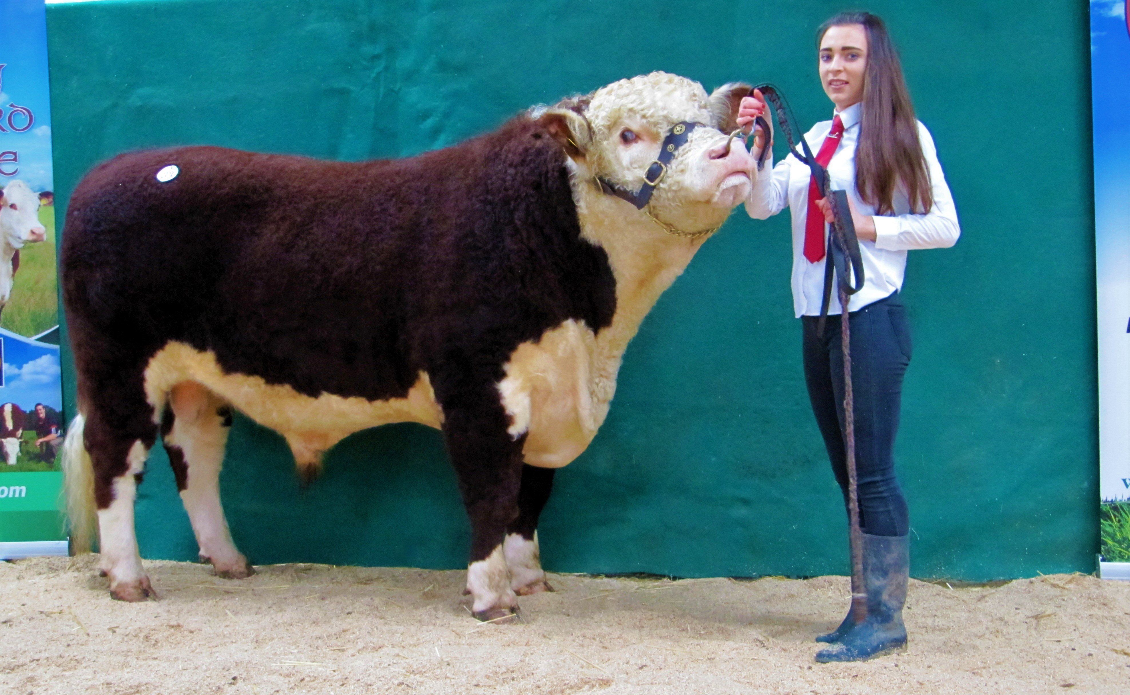 Sinead Conry showing her bull, Rathnollag Lucky 790, which was sold for €3,200