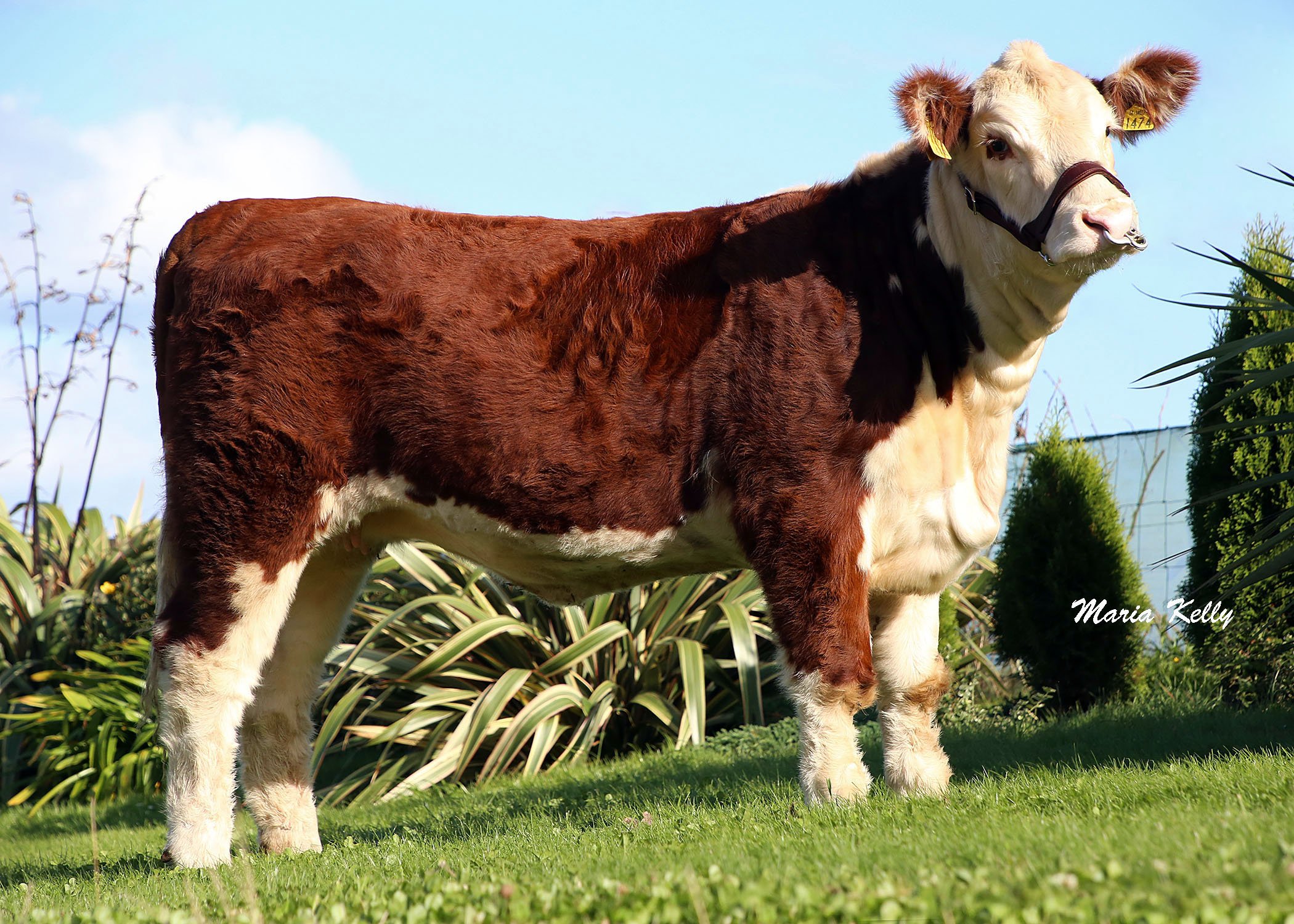 Appel 1 Joy, the heifer which sold for €4,600