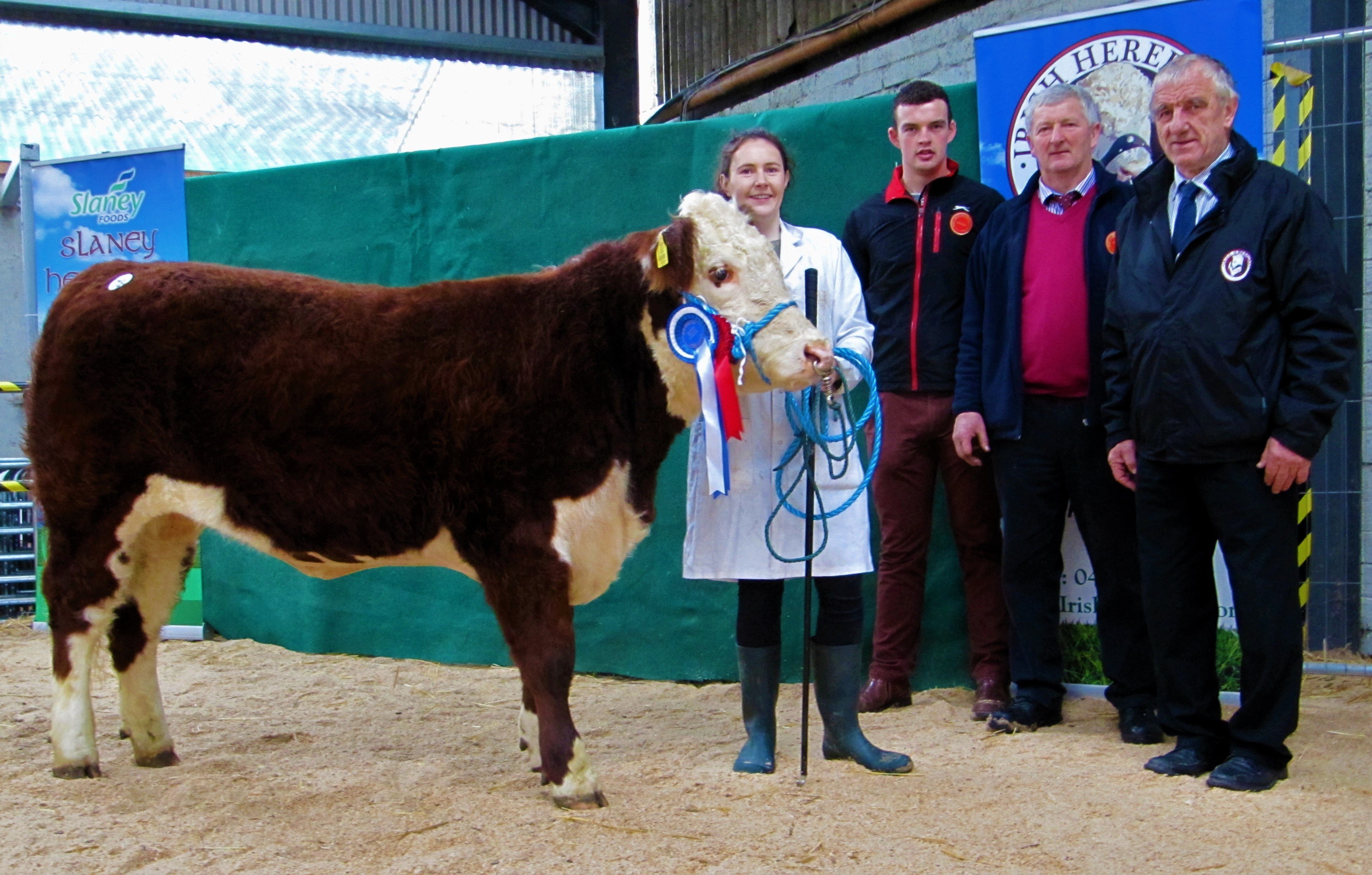 Susan Dudley with her Reserve Champion heifer, Kilsunny Lass Nadia, that sold for €3,400. Also present were Gene and Owen Lynch (judges) and IHBS president Pat McCarthy