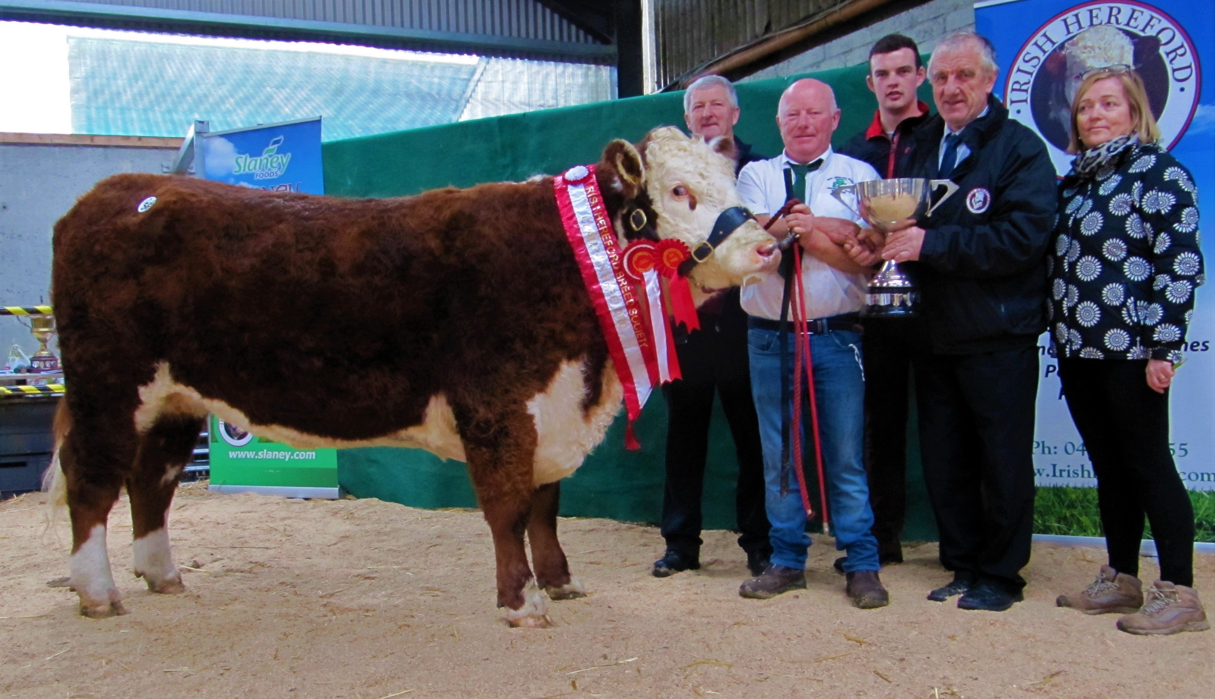 IHBS president Pat McCarthy presents Padraig McGarth with the Bank Of Ireland Cup for his Champion Heifer Kye Sunshine 722. Also present were Gene and Owen Lynch (judges); and McGrath’s wife Catherine