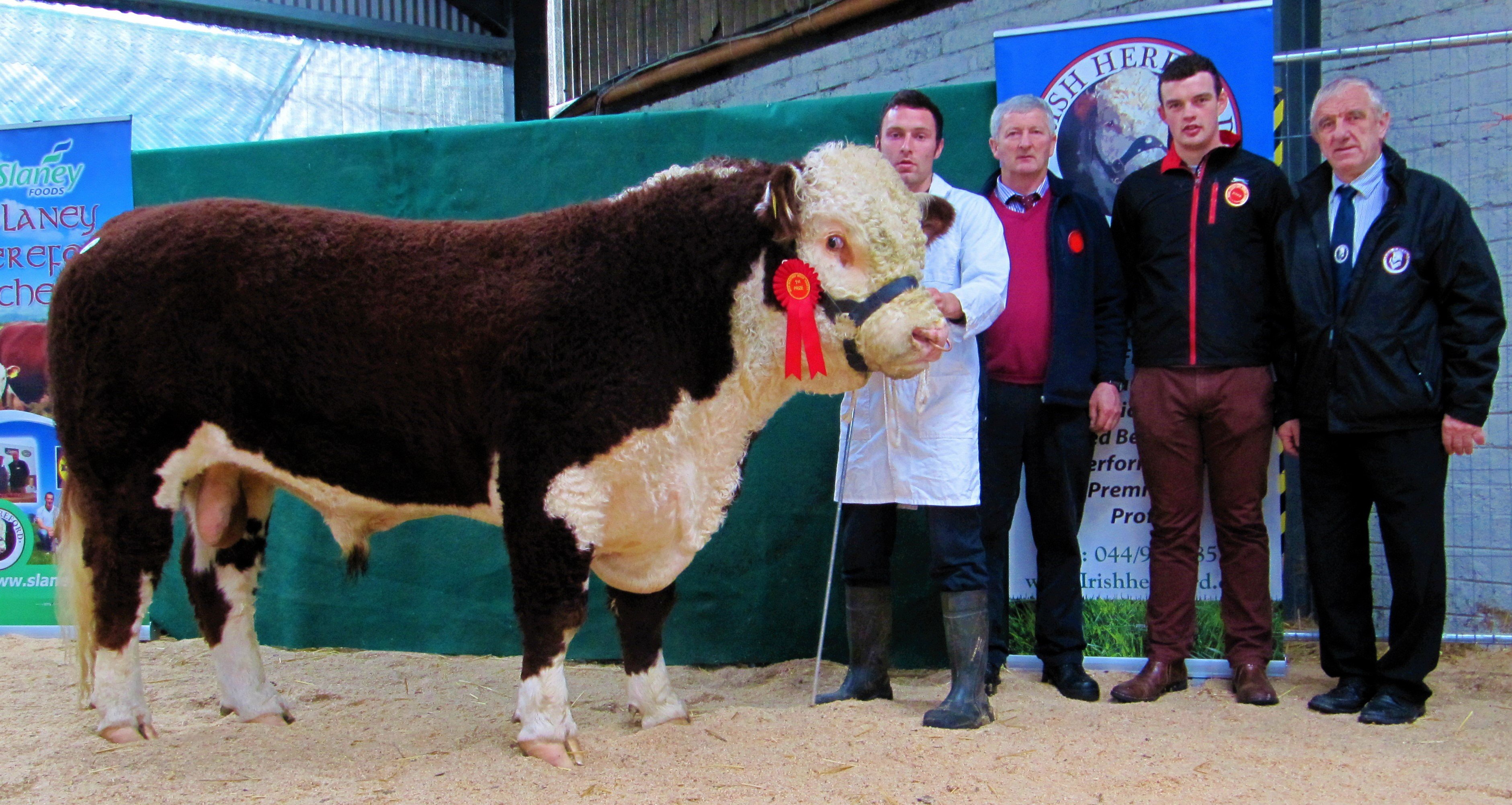 Richard Lalor with his bull, Rathkenty Okavango, that won the first bull class and went on to sell for €2,500. Gene and Owen Lynch (judges); and IHBS president Pat McCarthy