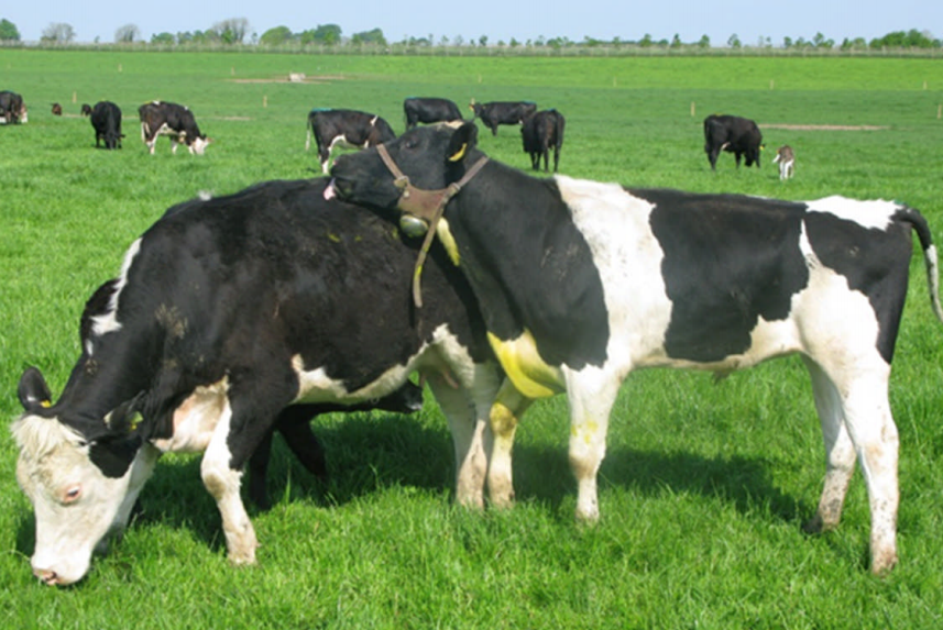 Image source: Teagasc