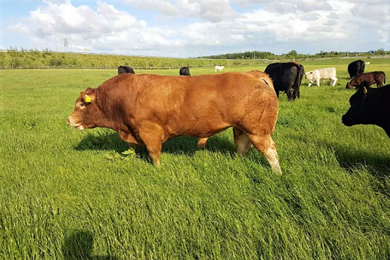 Image source: Teagasc