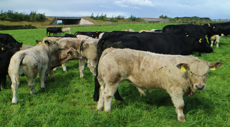 Image source: Teagasc