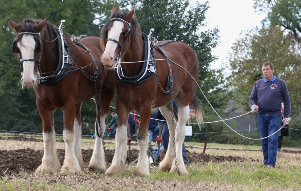 Victor Scott’s team are this year’s Northern Ireland International Ploughing Championships’ horse-drawn class champions