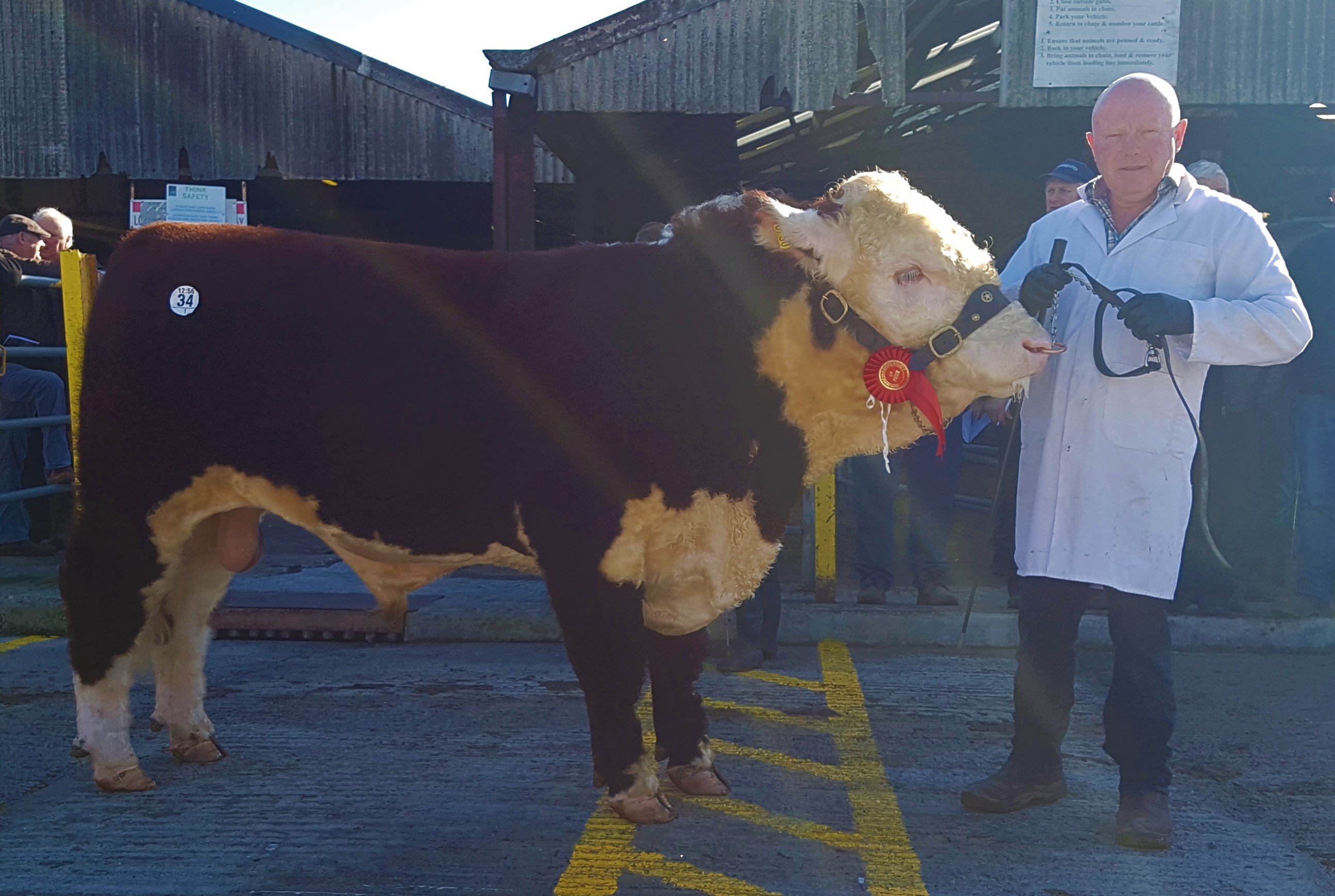 Padraig McGrath with his first prize winner of the 3rd class – Kye Knight 750 – which was sold for the highest price at the sale, €4,200