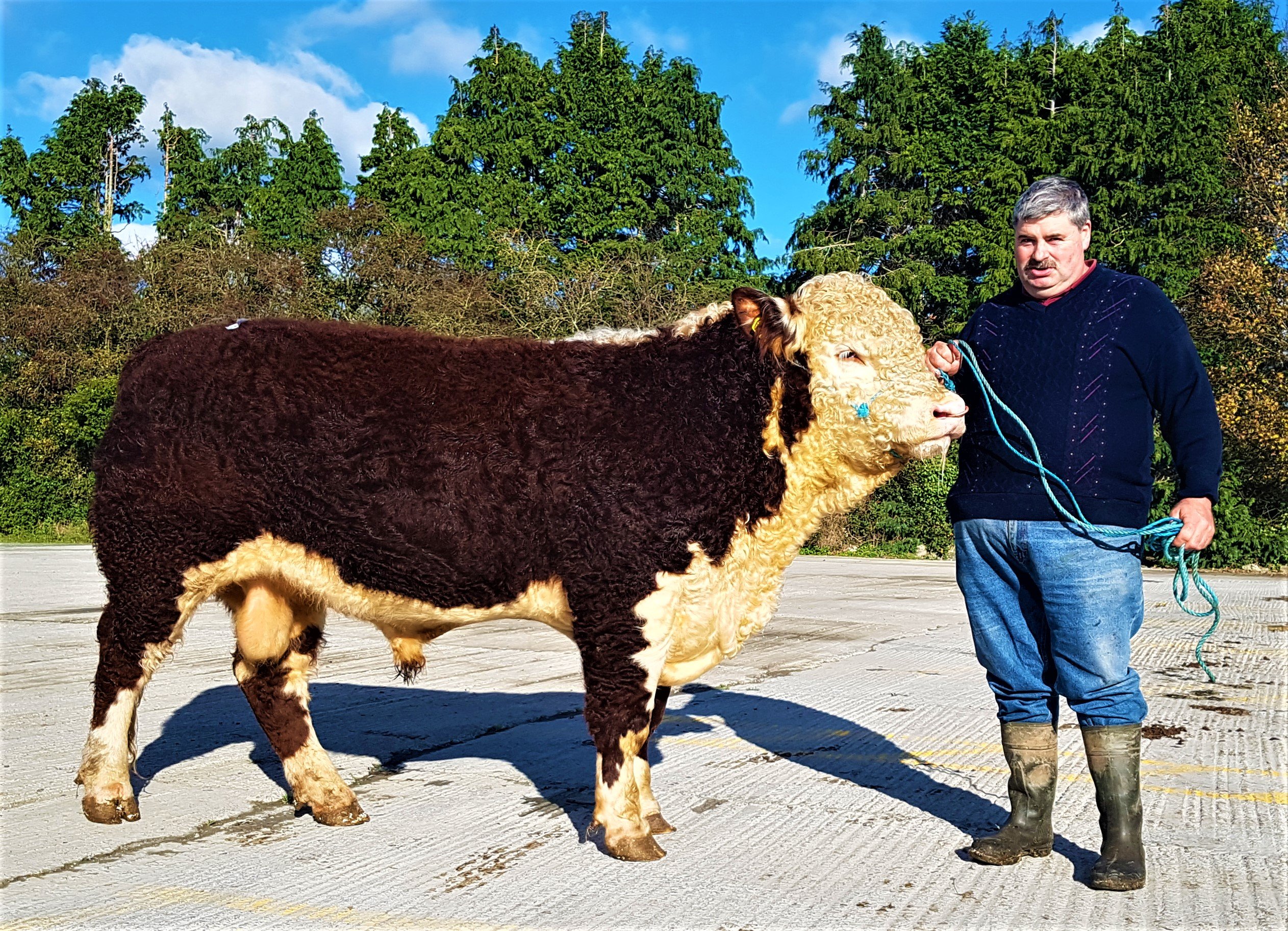 Timothy Minogue with his bull Ryle Glen Deed