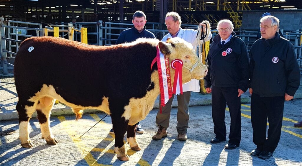 Owner Tom Brennan in the white coat showing his champion bull with judges Martin Ryan and his grandson Shane as well as IHBS president Pat McCarthy
