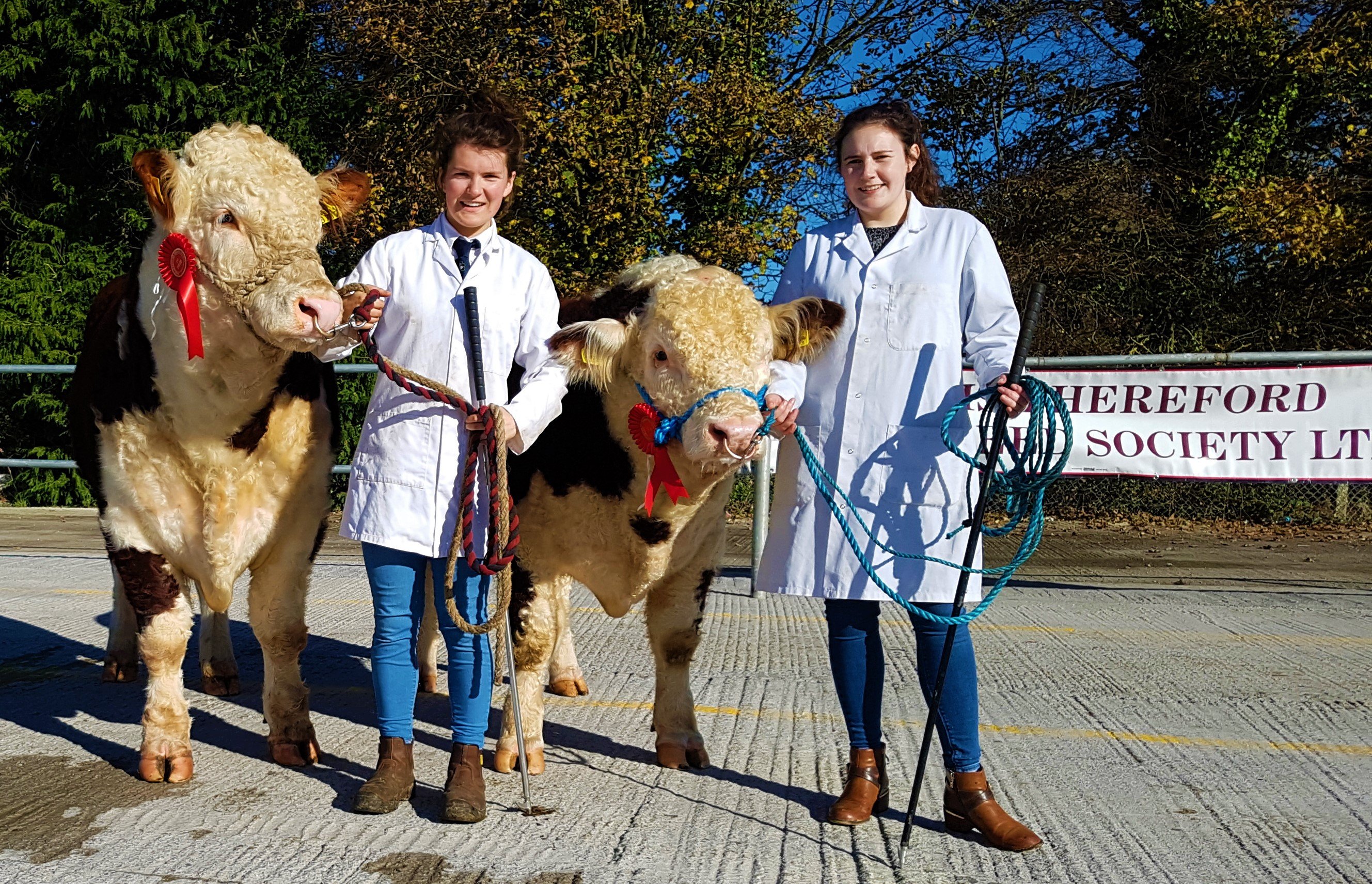 Catherine Smyth with her bull Ardmulchan Manager sold at €2,700 and Susan Dudley with Kilsunny Nixon sold at €2,400