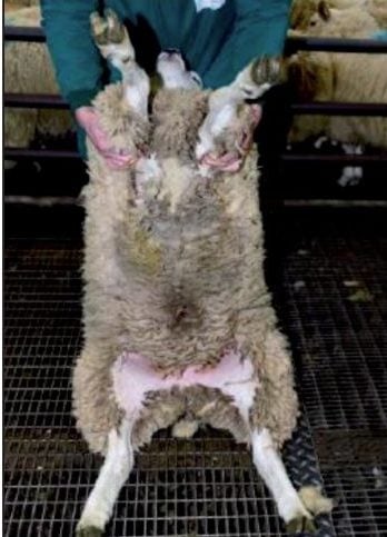Category A sheep. Image source: Department of Agriculture