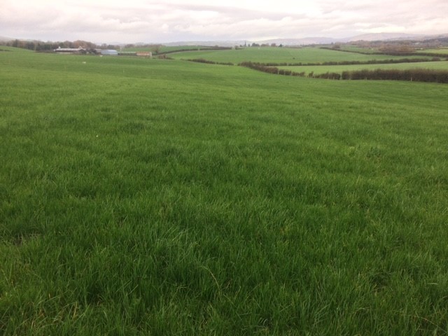 1,000kg/ha cover which is green to the base