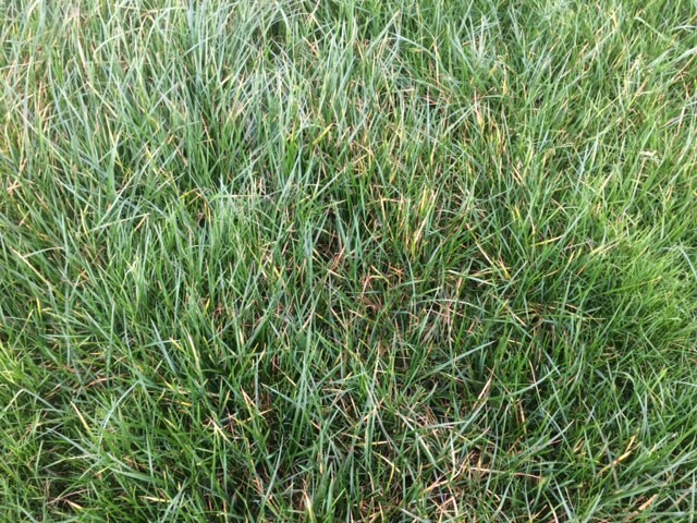 1,700kg/ha cover set to be grazed off this week