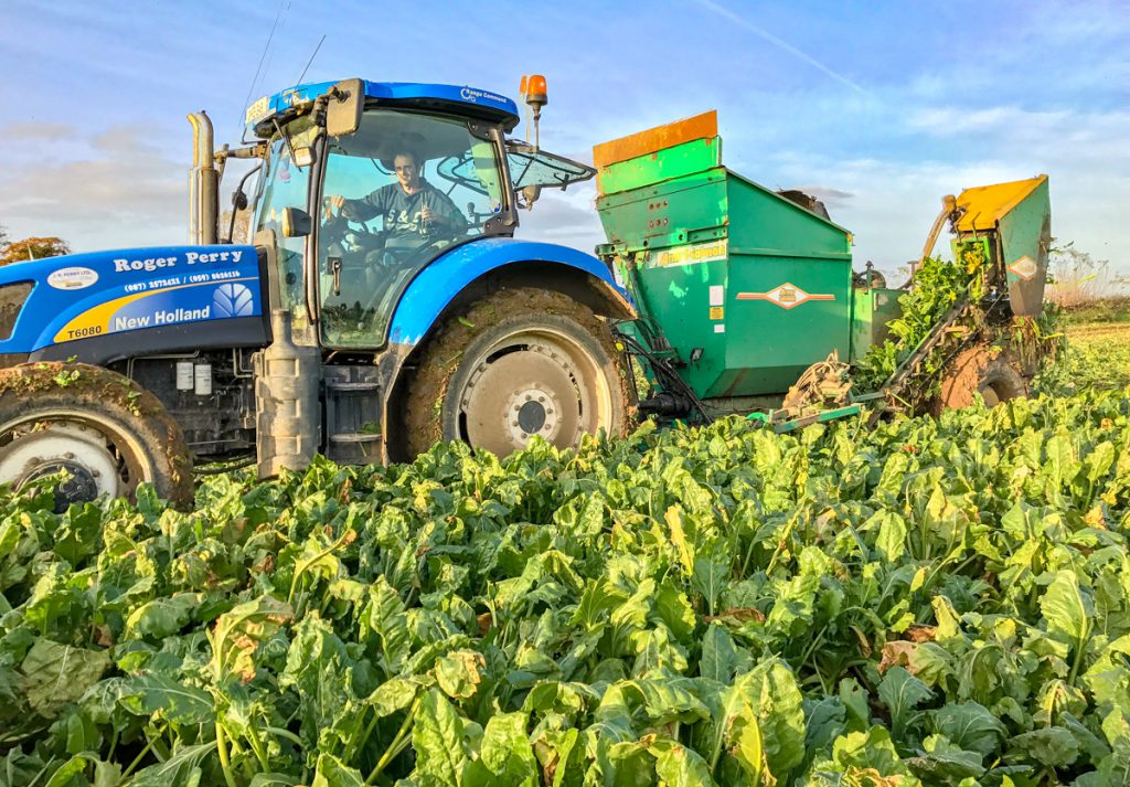 John Murphy working the beet harvester for Roger Perry