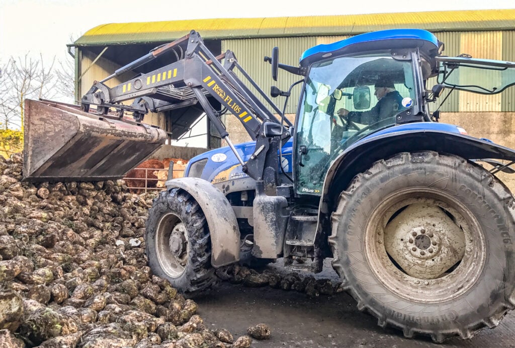 Roger Perry pushing beet into the clamp