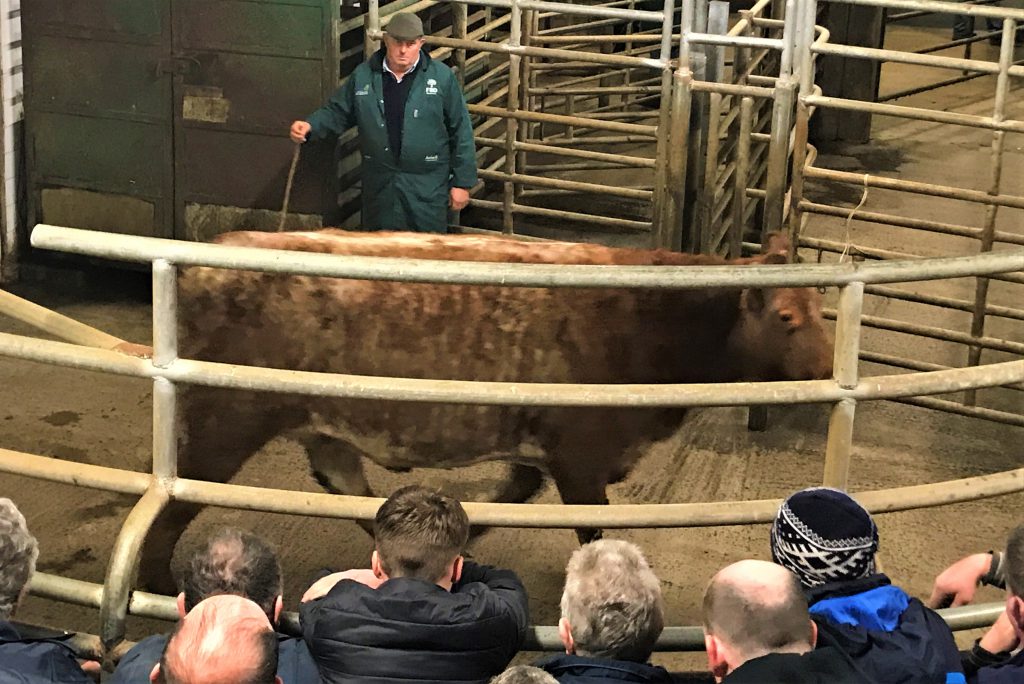 This May-2014 born, 4-star Limousin-cross heifer was in calf to a purebred Limousin stock bull. She sold for €1,940