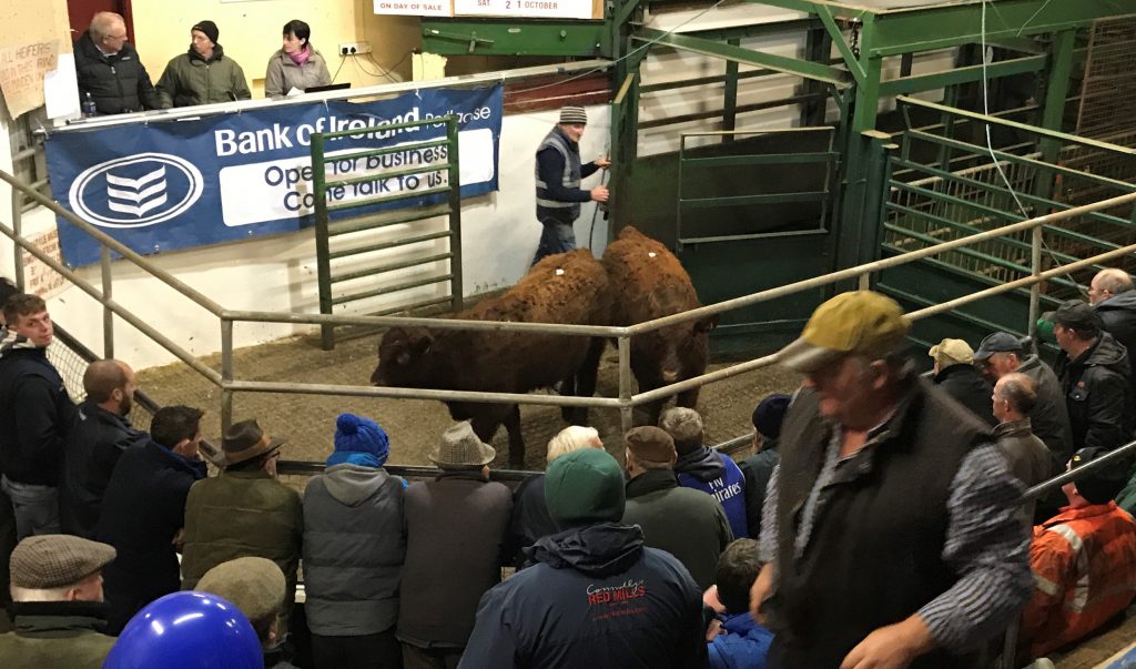 These 302kg, April-2017 born, Saler and Saler-cross sold for €1,400