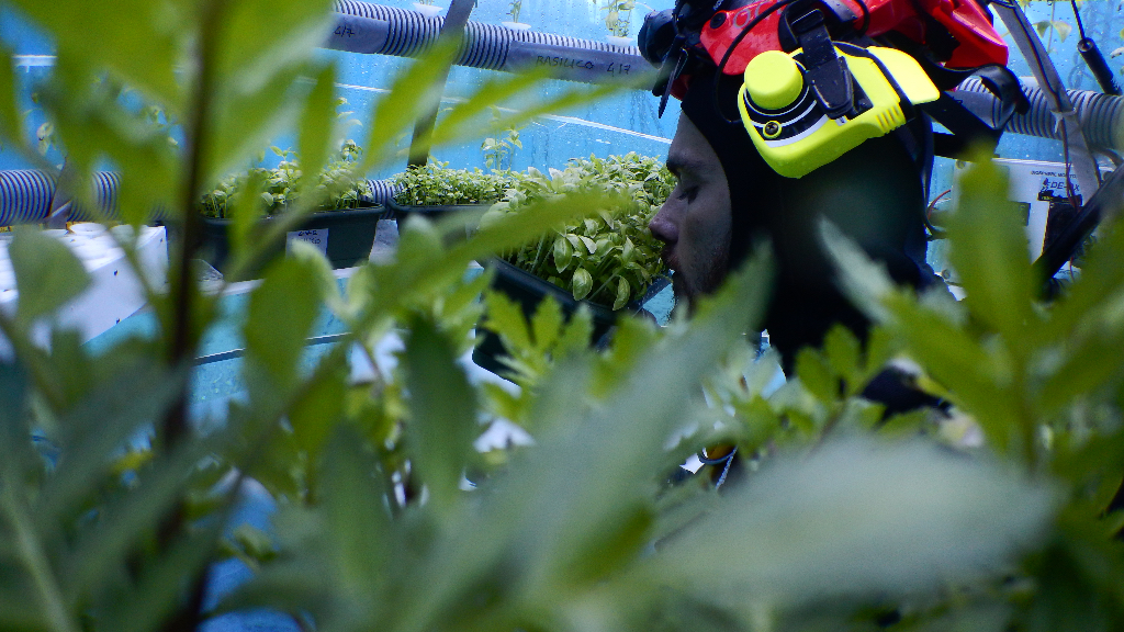 Image source: Nemo’s Garden