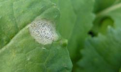 A Phoma leaf spot
