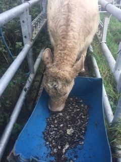 The cattle in the test were weighed regularly