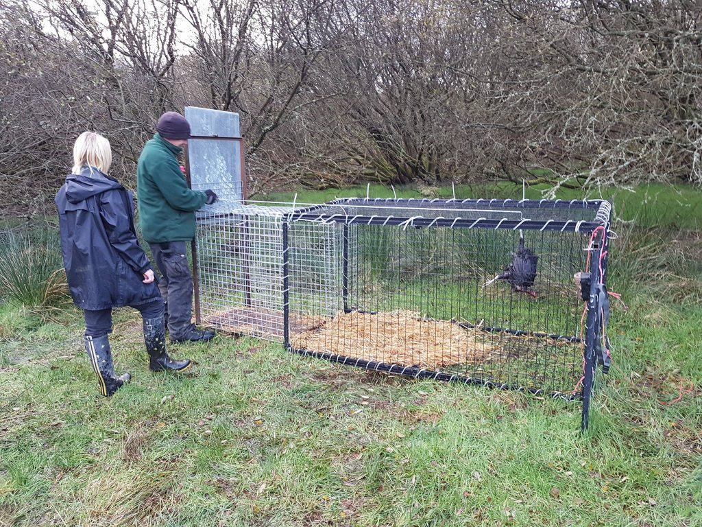 Image source: Borth Wild Animal Kingdom