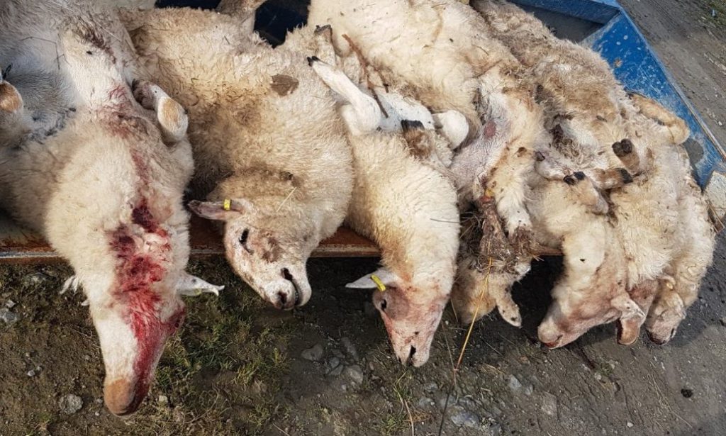 The sheep allegedly killed by the Eurasian lynx