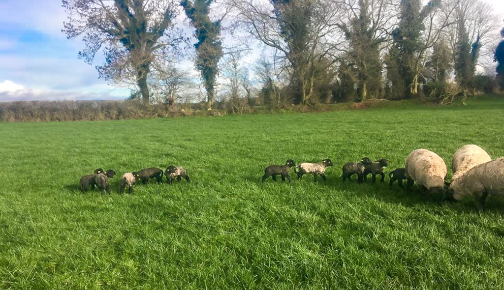 Some of the lambs born on the farm this spring