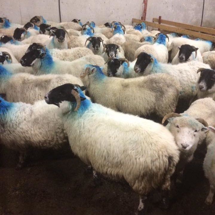 Comrades of the stolen sheep in Co. Donegal. Image source: Facebook