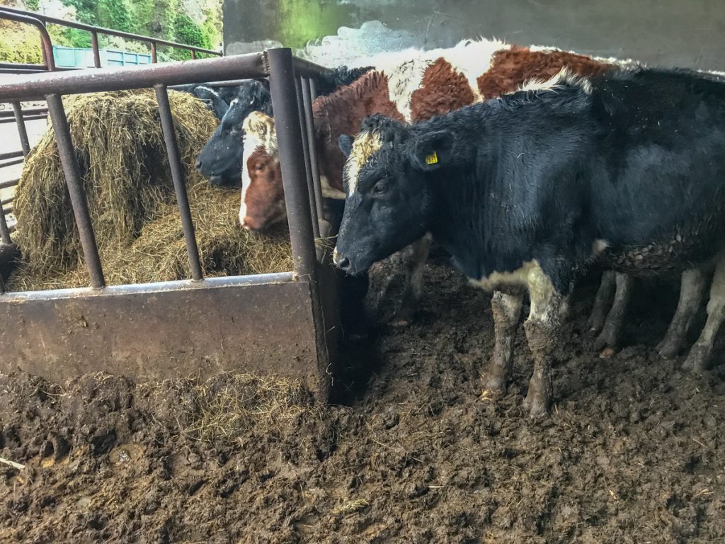 Cattle gathered at the feeding barrier