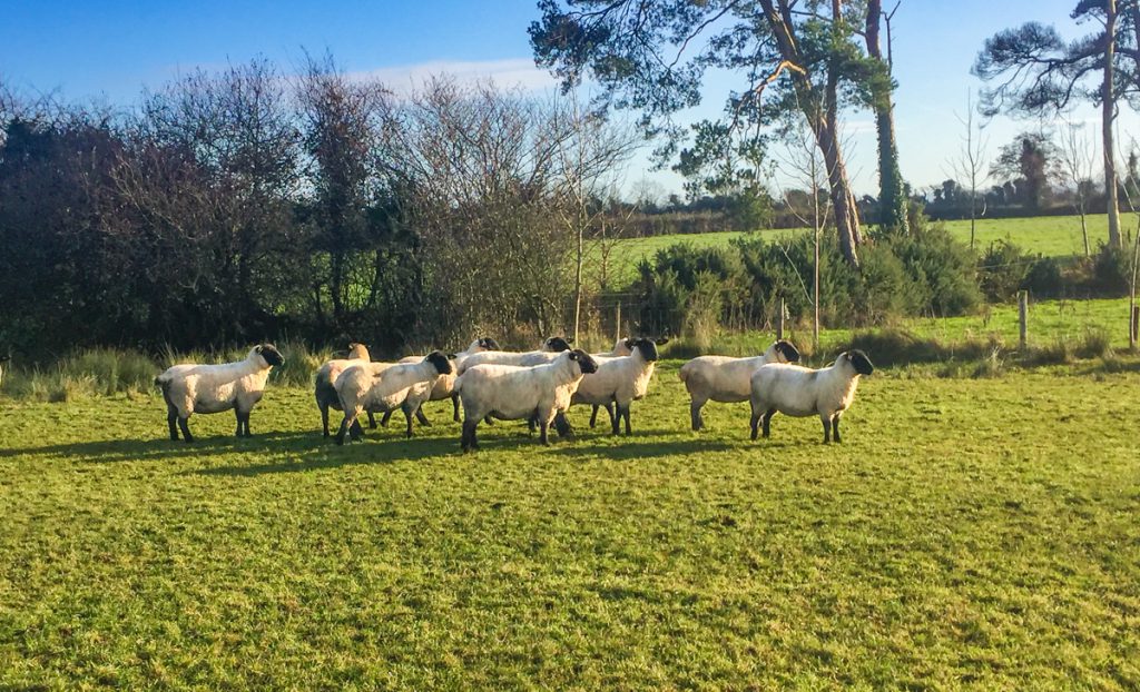 Some of the New Zealand Suffolk ewes on Niall Walsh’s farm