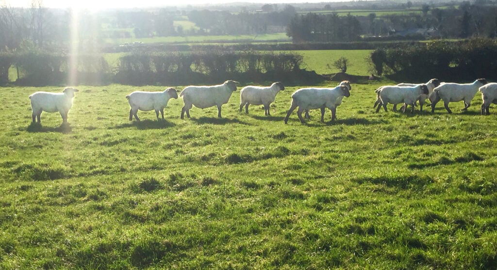 Ewe lambs with Niall Walsh’s stock ram