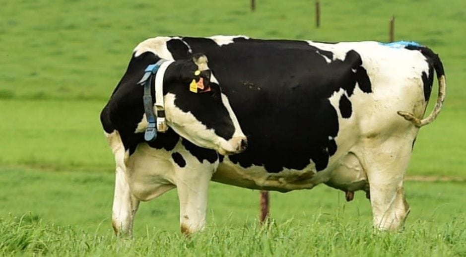Image source: Teagasc
