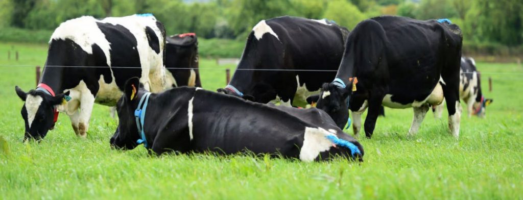 Image source: Teagasc