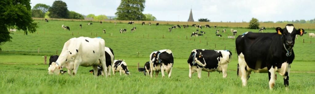 Image source: Teagasc