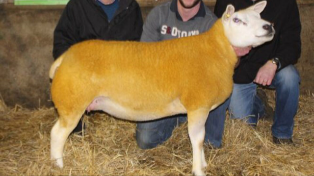The top-priced ewe at last year’s sale