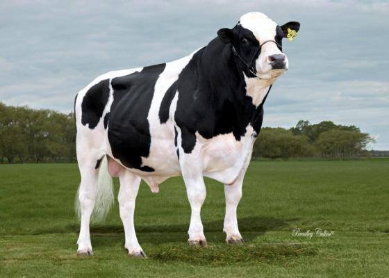 Emu Banks Christmas – Australia’s highest BPI bull in august 2015