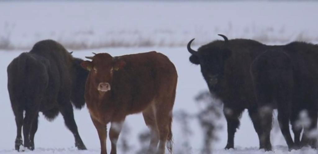 Image source: TVN Meteo