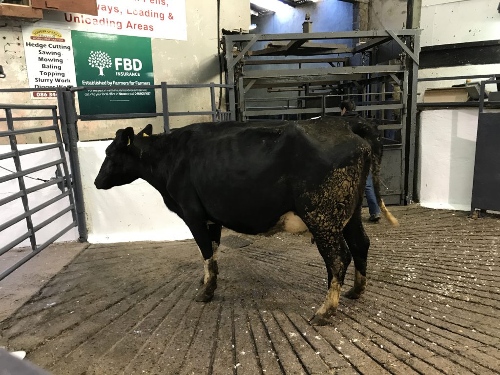 This December-2012 born, Friesian cow sold for €1,000