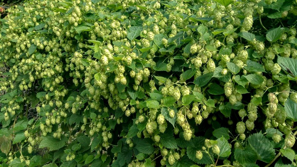 Hops last summer at Ballykilcavan Brewery