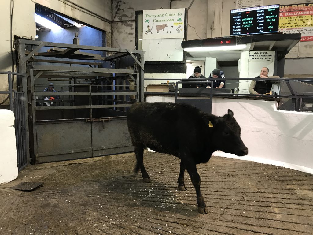 This 520kg, April-2016 born, Aberdeen Angus heifer sold for €1,105