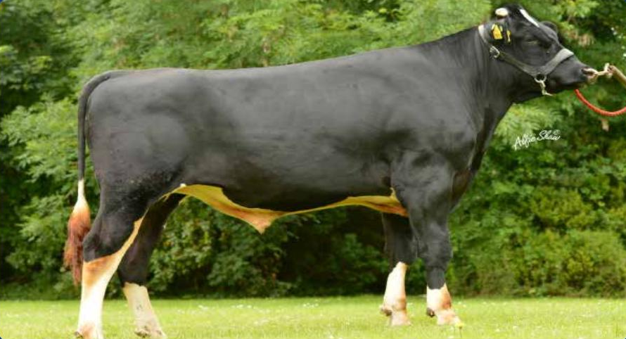 SEAROAD AWS PAMELA 1 (SEW) Image source: ICBF