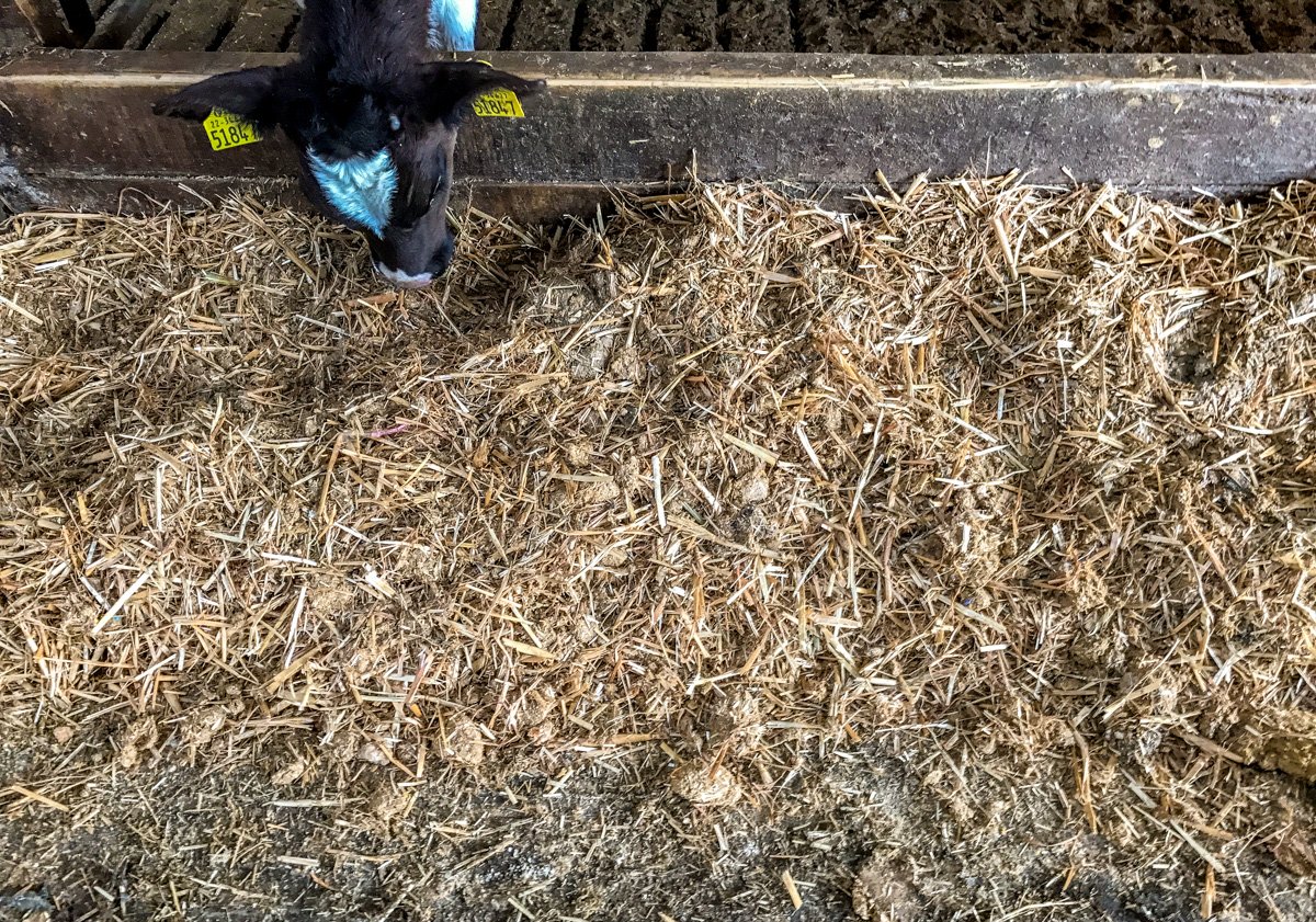 A ration made from cake and bread, mixed in a diet feeder with straw
