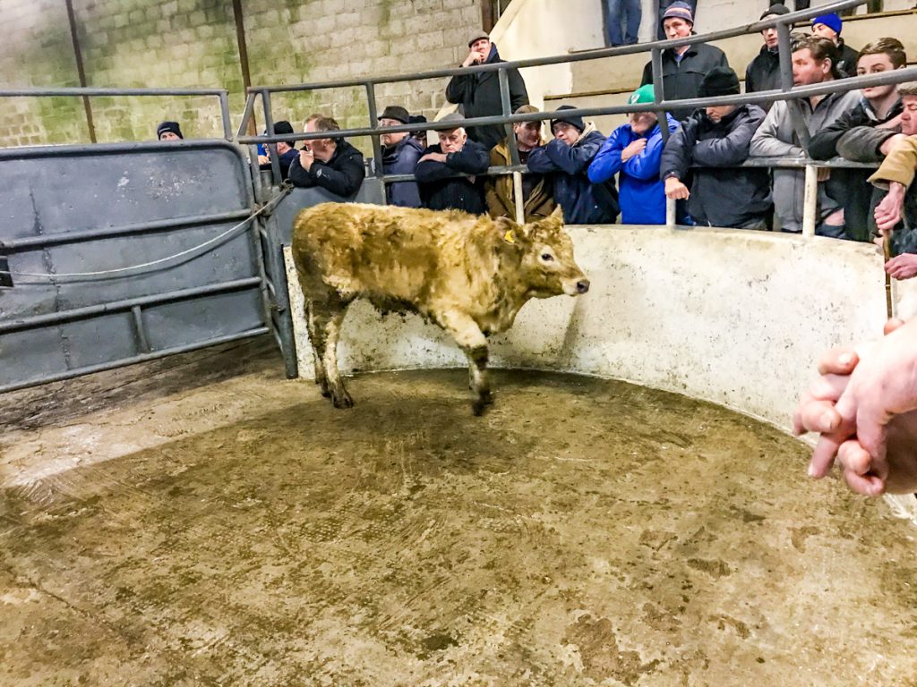 This 265kg, April-2017 born, Charolais heifer sold for €750 or €2.83/kg
