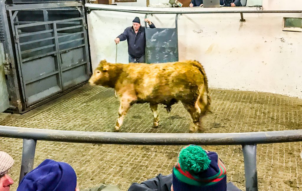This 370kg, May-2017 born, Charolais bull sold for €1,005 or €2.71/kg