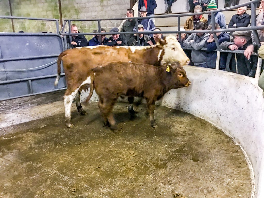 This Hereford cow and Limousin bull calf sold for €1,230