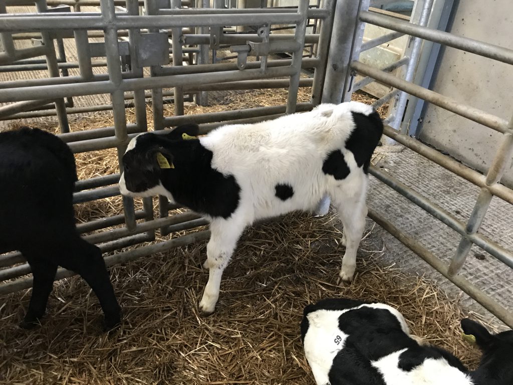 This Friesian bull calf made €100