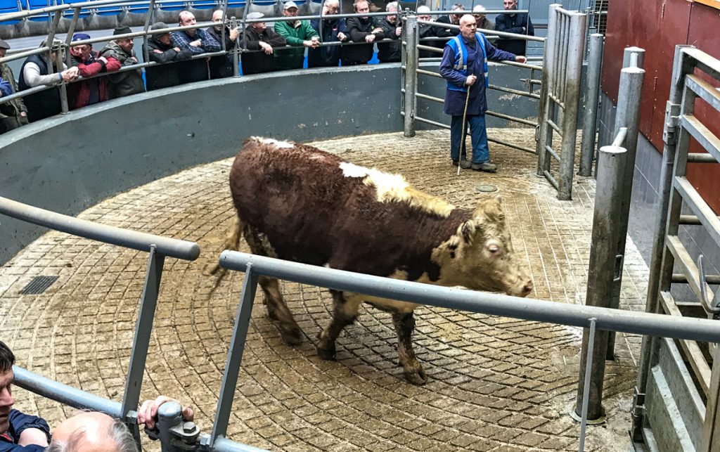This 590kg, March-2016 born, Hereford bullock sold for €1,110