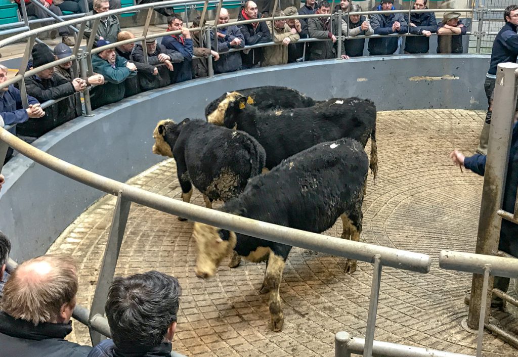 These 251kg, March-2017 born, Hereford heifers sold for €550