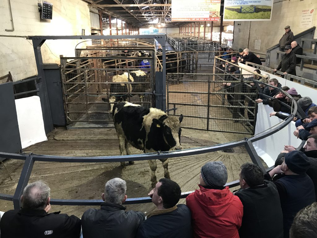 This 580kg, January-2016 born, Friesian steer went under the hammer for €1,045
