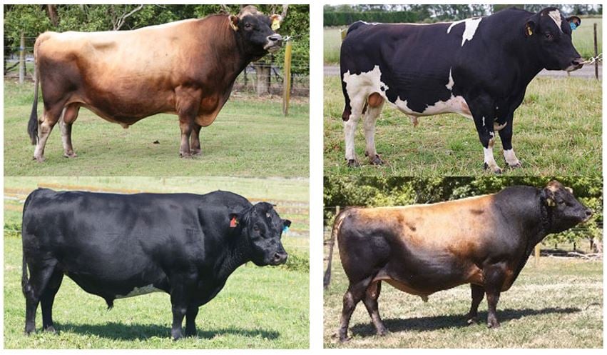 Some of the bulls used on Donal’s farm